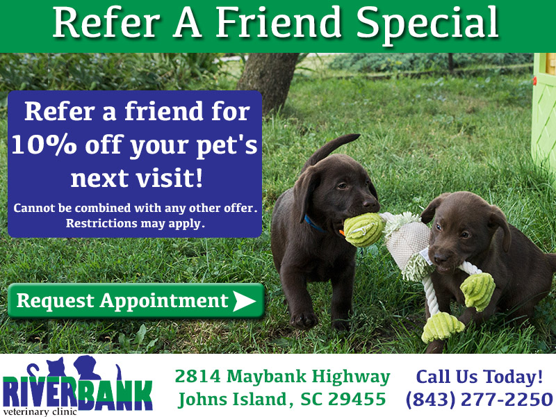 New Clients | Riverbank Veterinary Clinic