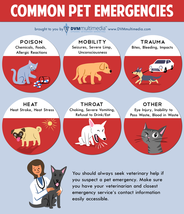 pet-common-emergencies